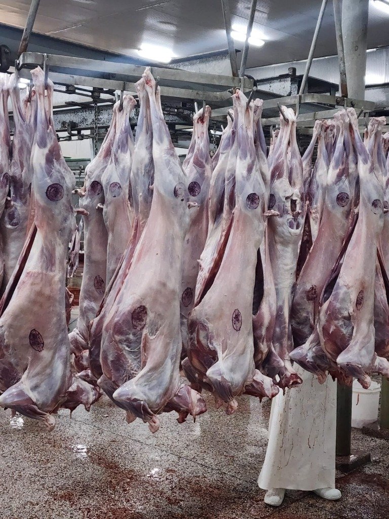 Moaaz Foodstuff Imported Meat Carcasses