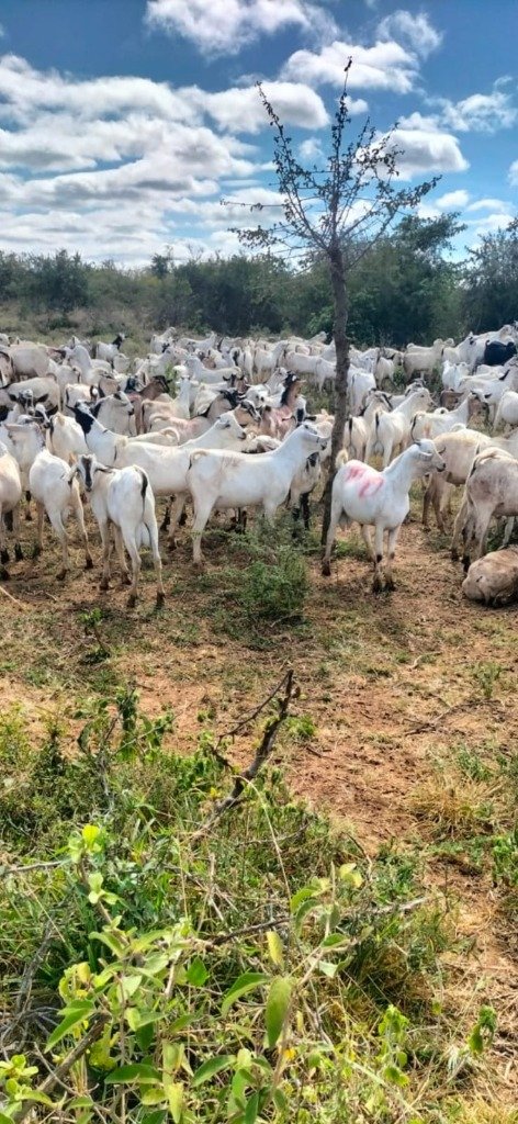 Livestock in Kenya & Ethiopia Pastures